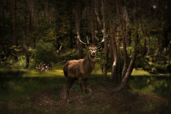 Red Deer, Pigmentdruck auf Leinwand, 100 % Baumwolle, 360 g/m², Edition von 10