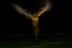 Night Flight, 2014, 100 x 80 cm, Fine Art Print auf Aludibond, unter Glass, gerahmt Edition 5 von 15