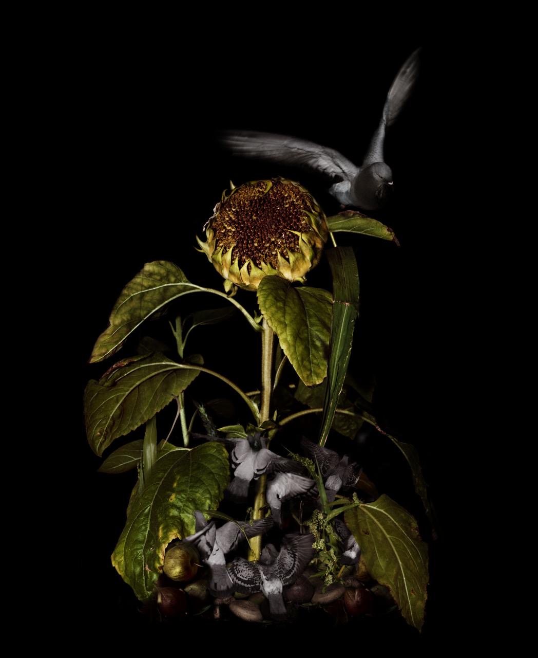 Tina Winkhaus Fotografie Taube mit Sonnenblume